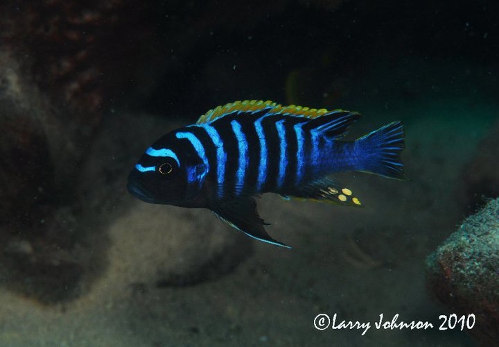 Cynotilapia zebroides 'Chizumulu Island'
